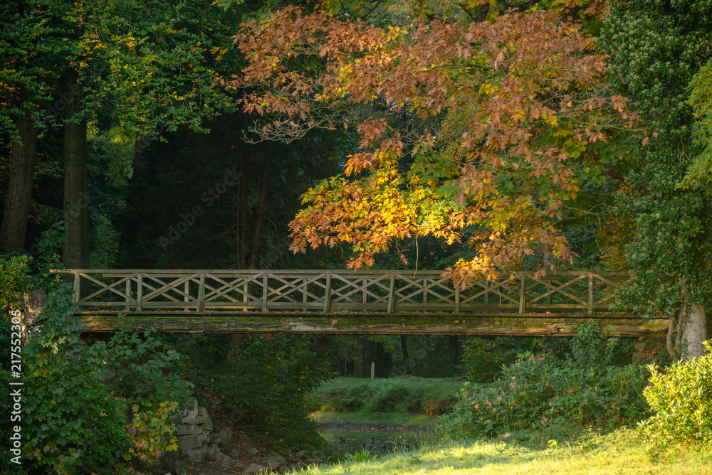 Bridge over stream in a forest