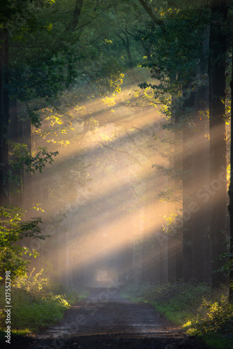 Fototapeta Naklejka Na Ścianę i Meble -  Light rays in forest during sunrise