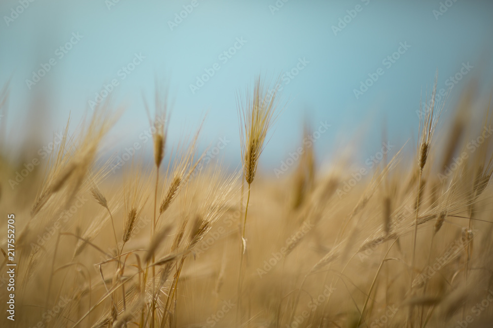 Obraz premium Close Up wheat shot blurry background.