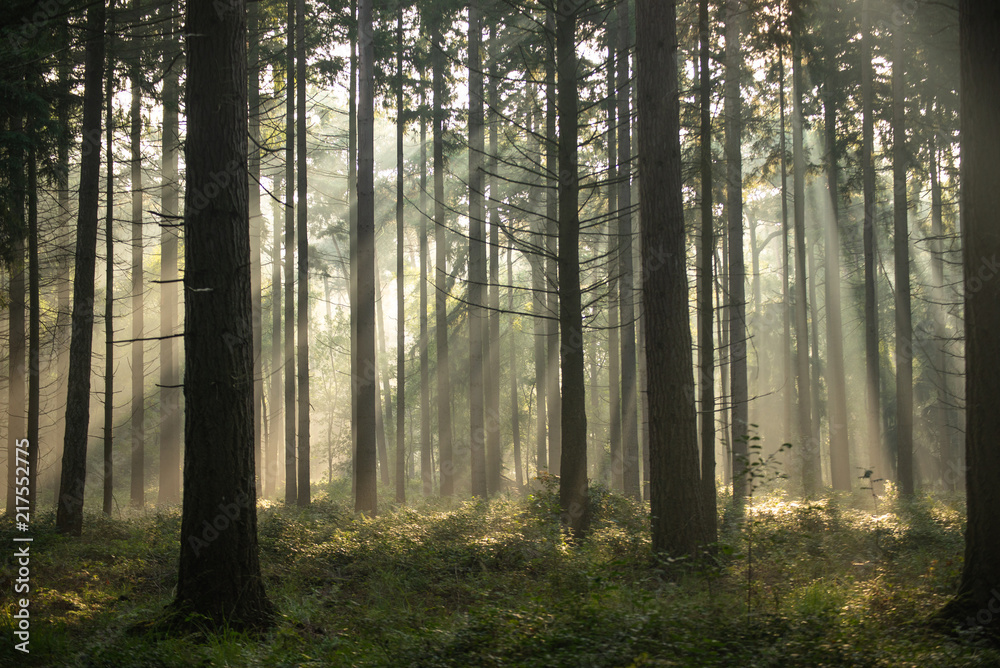 Sunrise with light rays in a forest - obrazy, fototapety, plakaty 