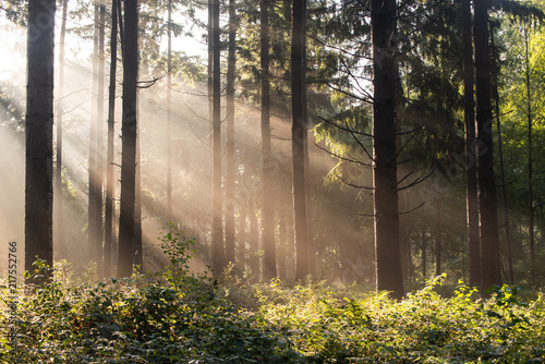 Sunrise with light rays in a forest