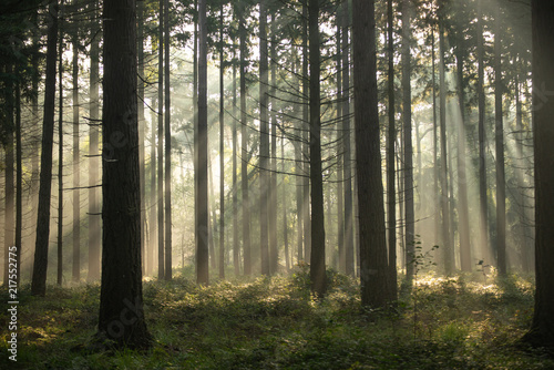 Fototapeta Naklejka Na Ścianę i Meble -  Sunrise with light rays in a forest