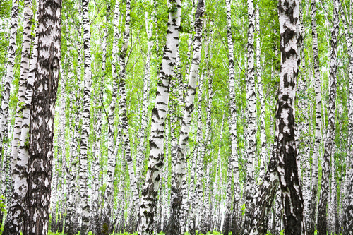 Fototapeta Naklejka Na Ścianę i Meble -  summer landscape with birches in forest
