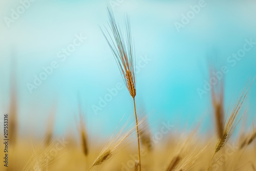 Close Up wheat shot blurry background.