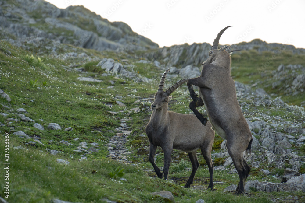 Steinböcke - Capra ibex, Junggesellen-Verband Steinböcke - Capra ibex, Junggesellen-Verband