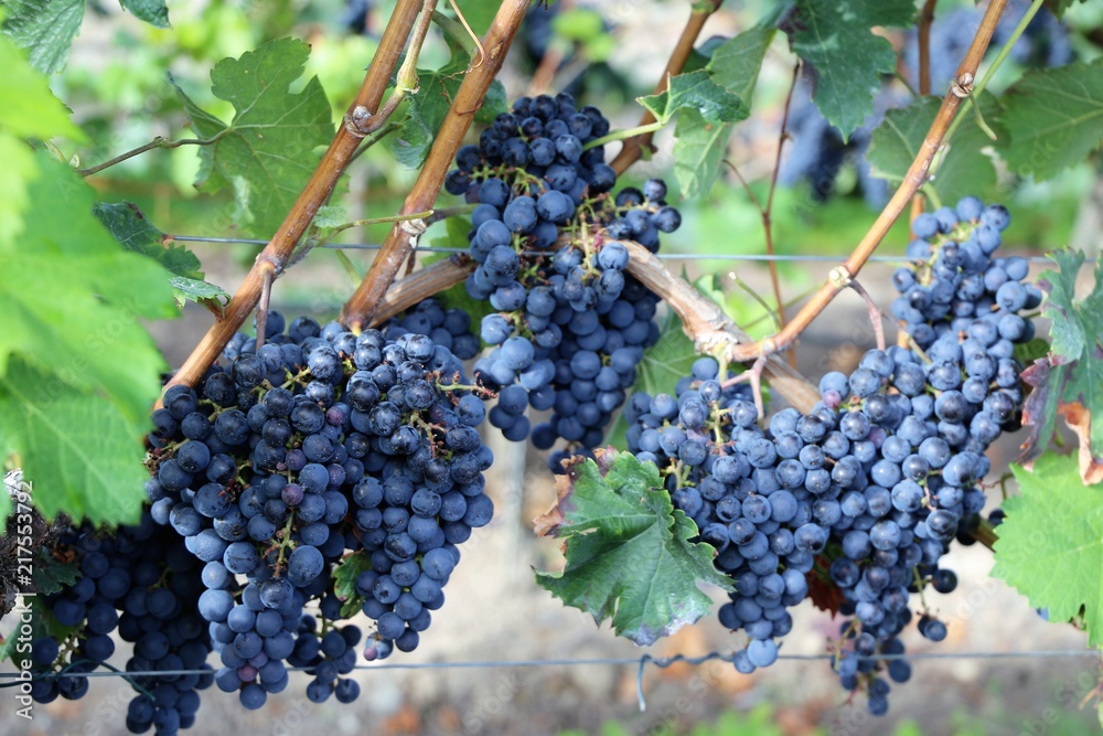 Blaue Weintrauben an Rebstock