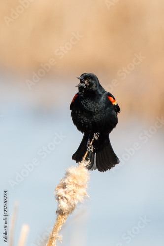 Singing Red-Winged Blackbird (Agelaius phoeniceus)