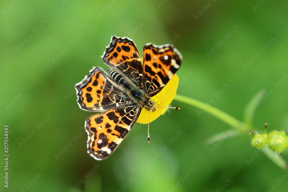 Obraz premium Landkärtchen