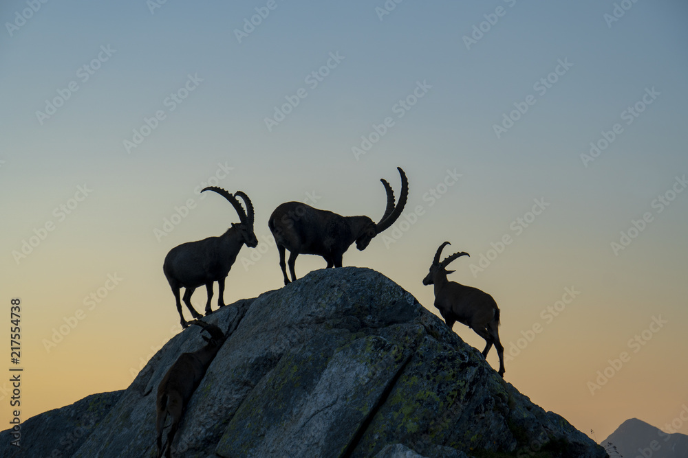 Steinbock-Kolonie, Alpensteinbock - Capra ibex - obrazy, fototapety, plakaty 