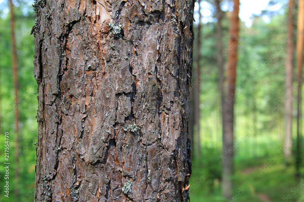 pine bark