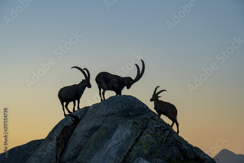 Steinbock-Kolonie, Alpensteinbock - Capra ibex