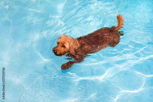 Valokuva Goldendoodle swimming in pool