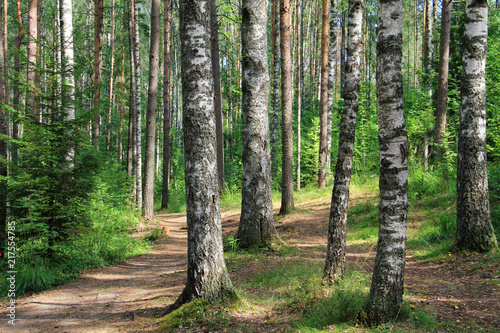 Summer, Russian forest, birches and pines