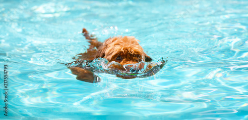 Golden doodle swimming in pool