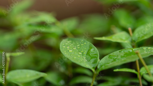 Dew on green leaves after rain