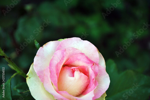 White rose with pink center blooming bud on green bush  petals close up detail  soft blurry bokeh background