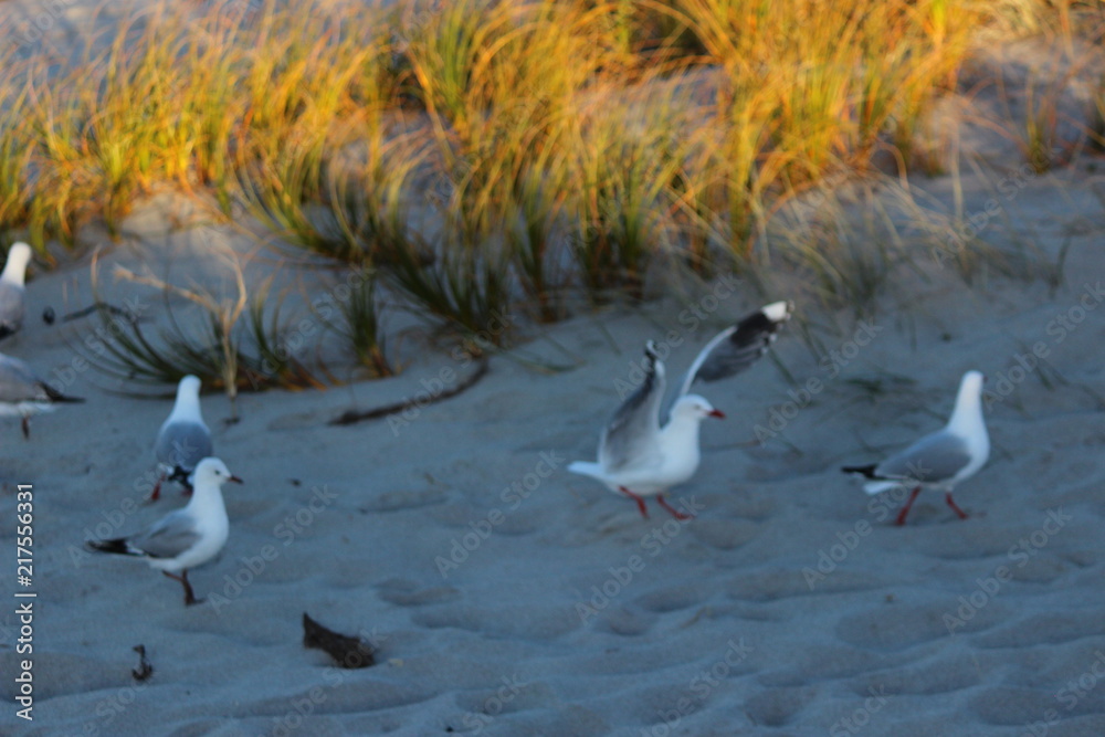 Fototapeta premium pictures kab