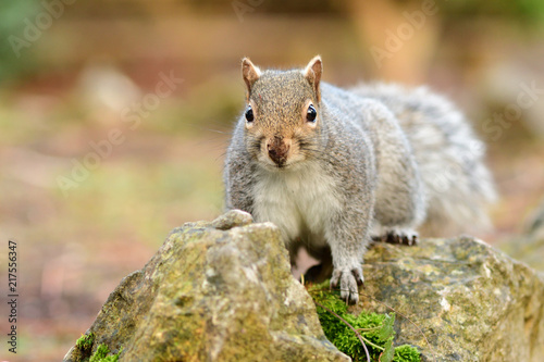 Eastern grey squirrel (sciurus carolinensis) sitting on a wall photo