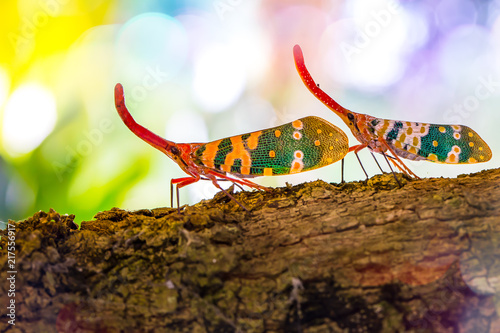 Close up green and red Fulgorid bug on the tree.There is a bokeh in the background. photo