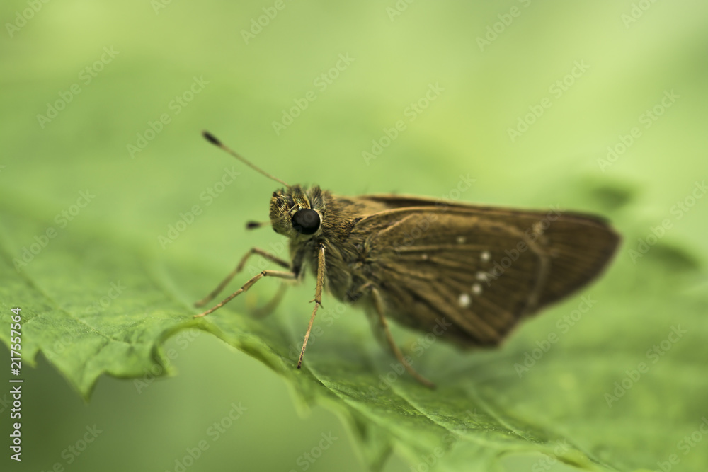 Brown Skippers on leave Brown Skippers on leave