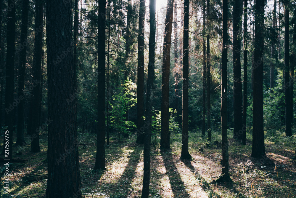 Obraz premium Clear rays of light shining through the forest in early morning. Autumn forest scenery with rays of warm light illuminating the foliage and a footpath. Beautiful spruce forest. Many trees green spruce