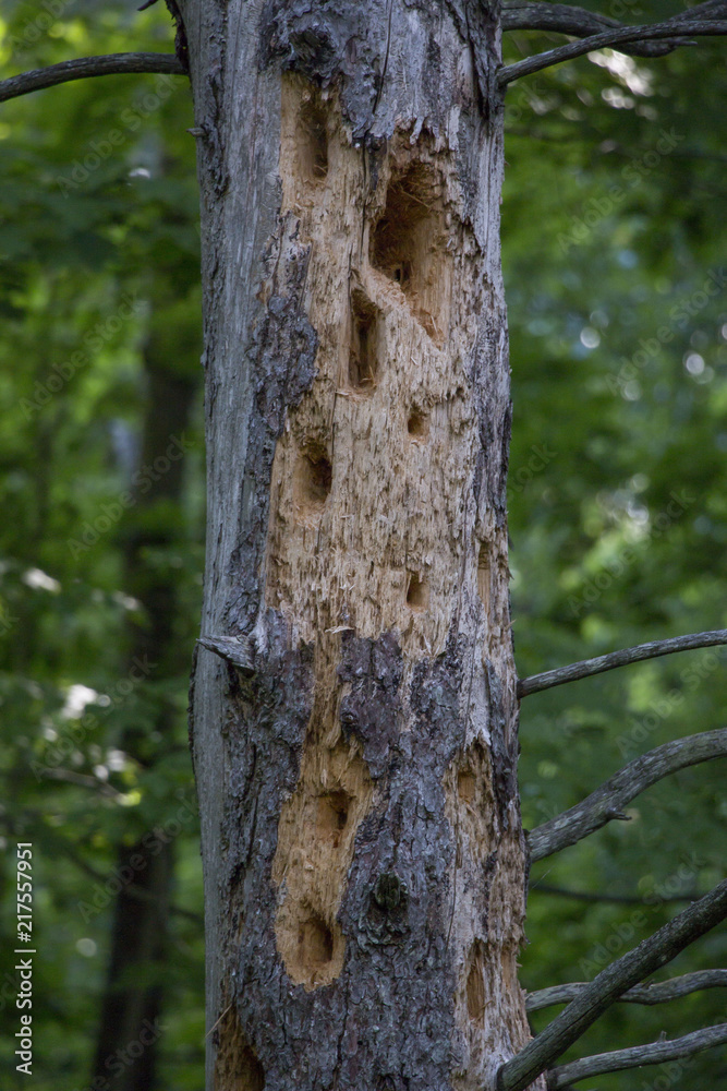 Holes in a tree from woodpeckers. Holes in a tree from woodpeckers.