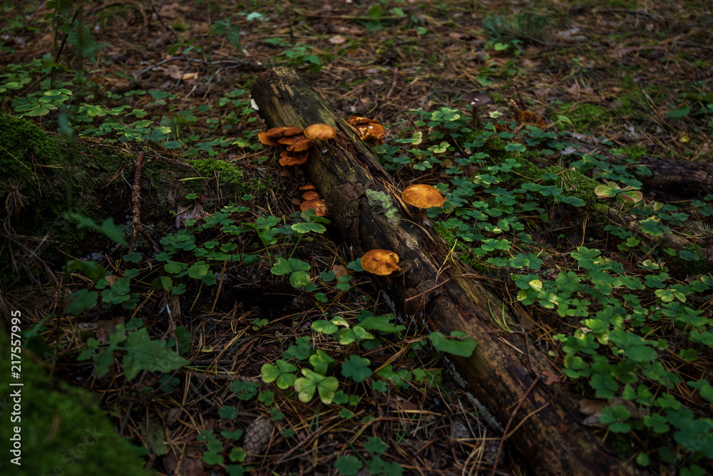 Obraz premium Dark magic forest. Group of mushrooms in the moss on a log. Brown wild mushroom at big tree that fell down in the deep forest. Forest mushroom with small green moss. Autumn forest.