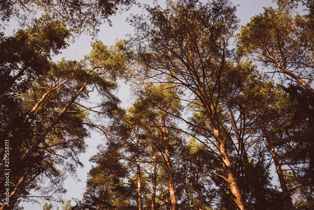 Fototapeta premium Perspective with in a dense forest of pine trees. View of of tall pine tree forest a common type of coniferous resinous trees viewed from below. Evergreen forest tops of tall trees with sunlight.