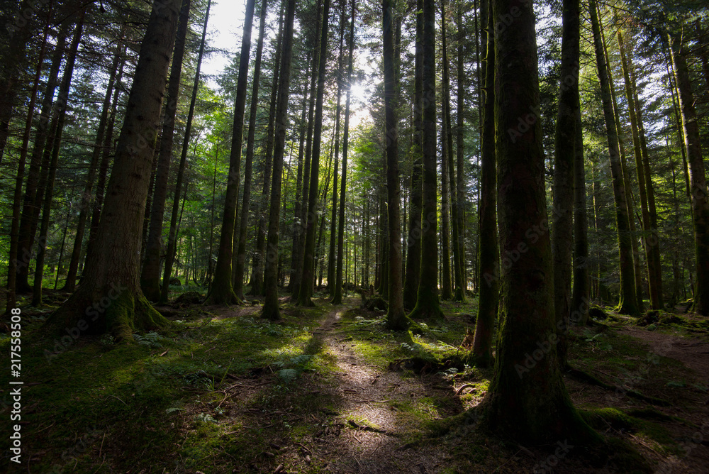 Wälder der Vogesen Wälder der Vogesen