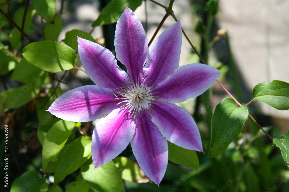 A blooming clematis in the garden A blooming clematis in the garden