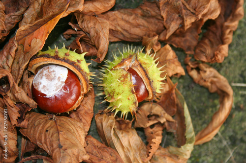 chestnut and brown leaf