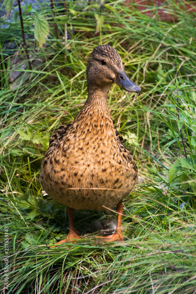 anatra