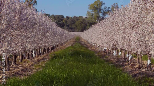 Field full of blooming almond trees photo