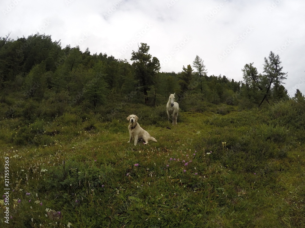 Fototapeta premium Russia, Altai Republic, dog, Golden Retriever, horse
