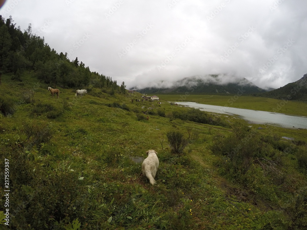 Fototapeta premium Russia, Altai Republic, dog, Golden Retriever, horse