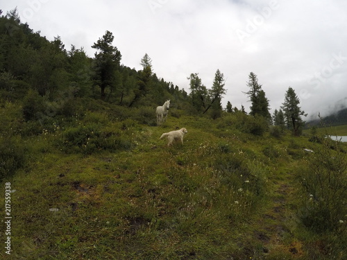 Russia  Altai Republic  dog  Golden Retriever  horse