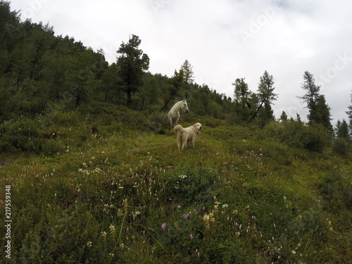 Russia  Altai Republic  dog  Golden Retriever  horse