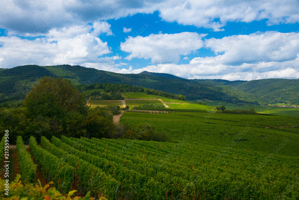 Landschaft im Elsass im Sommer