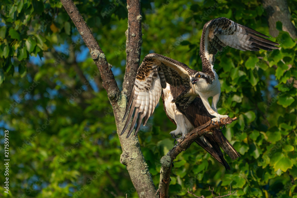 Fototapeta premium Mother and Son Osprey on a branch. Wings spread for takeoff.