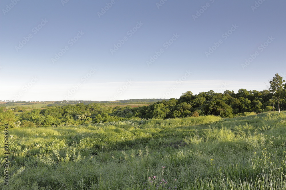 Evening in the field