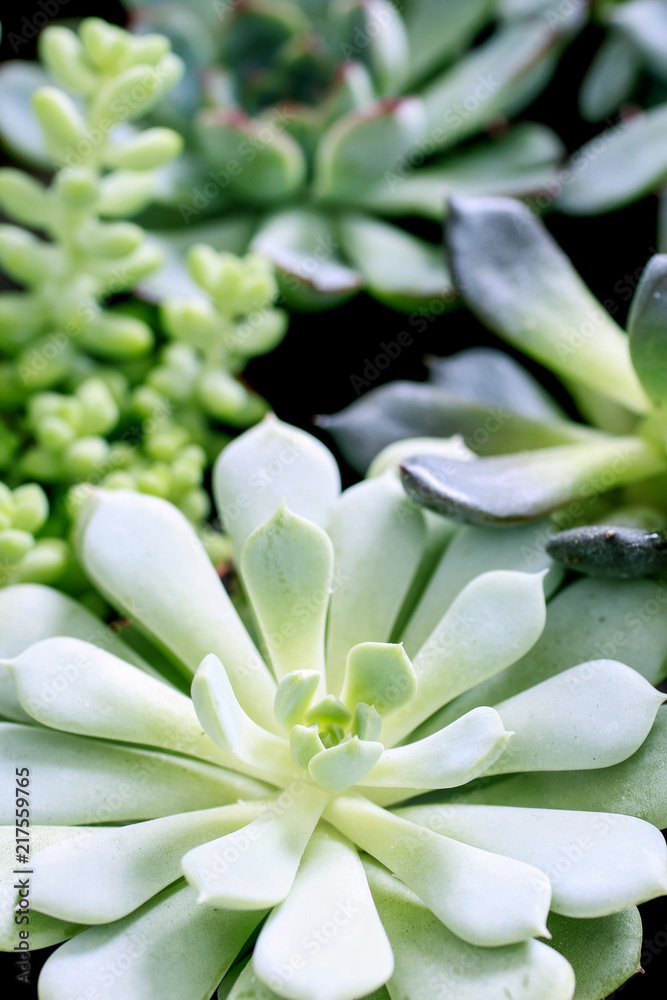 Succulents plants on table