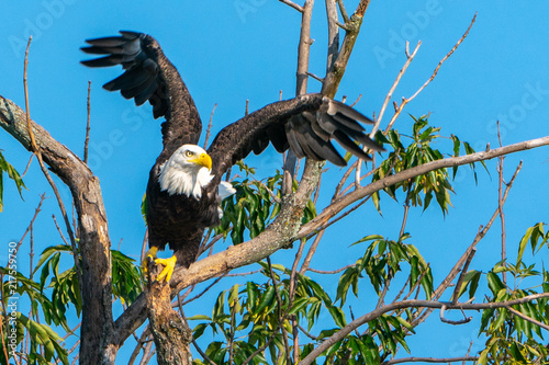 Bald eagle taking off from a tree.