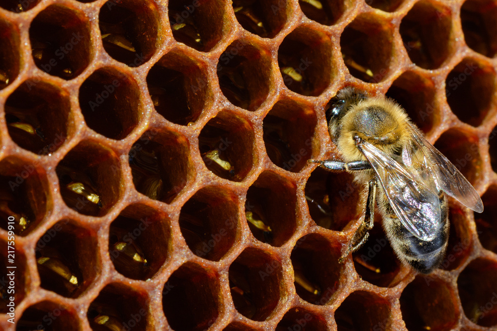 Macro pictures of bee in a beehive on with copyspace. Bees