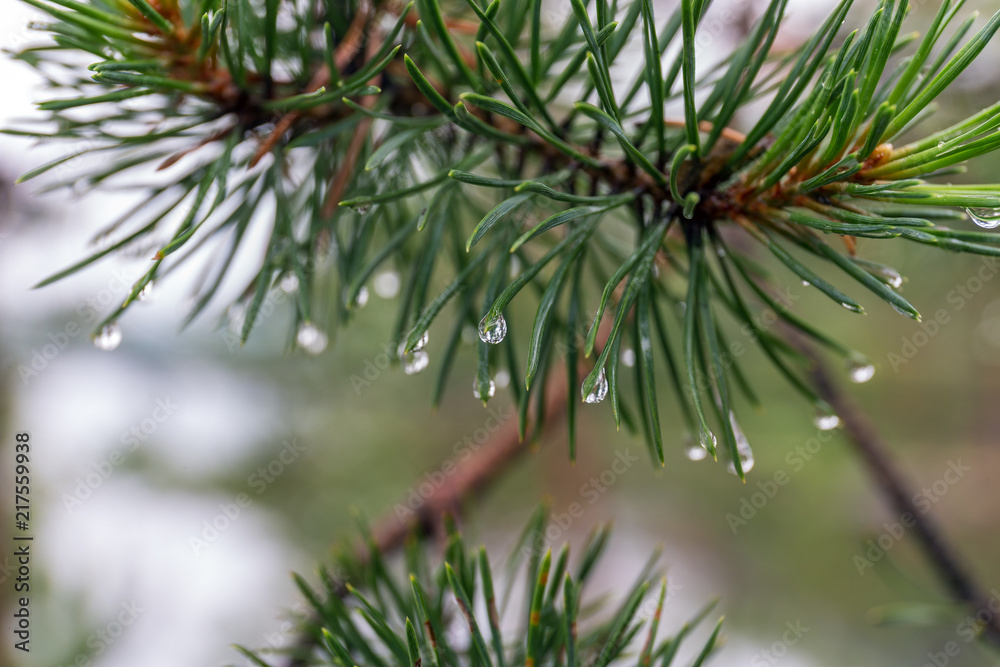 pine branch after the rain pine branch after the rain