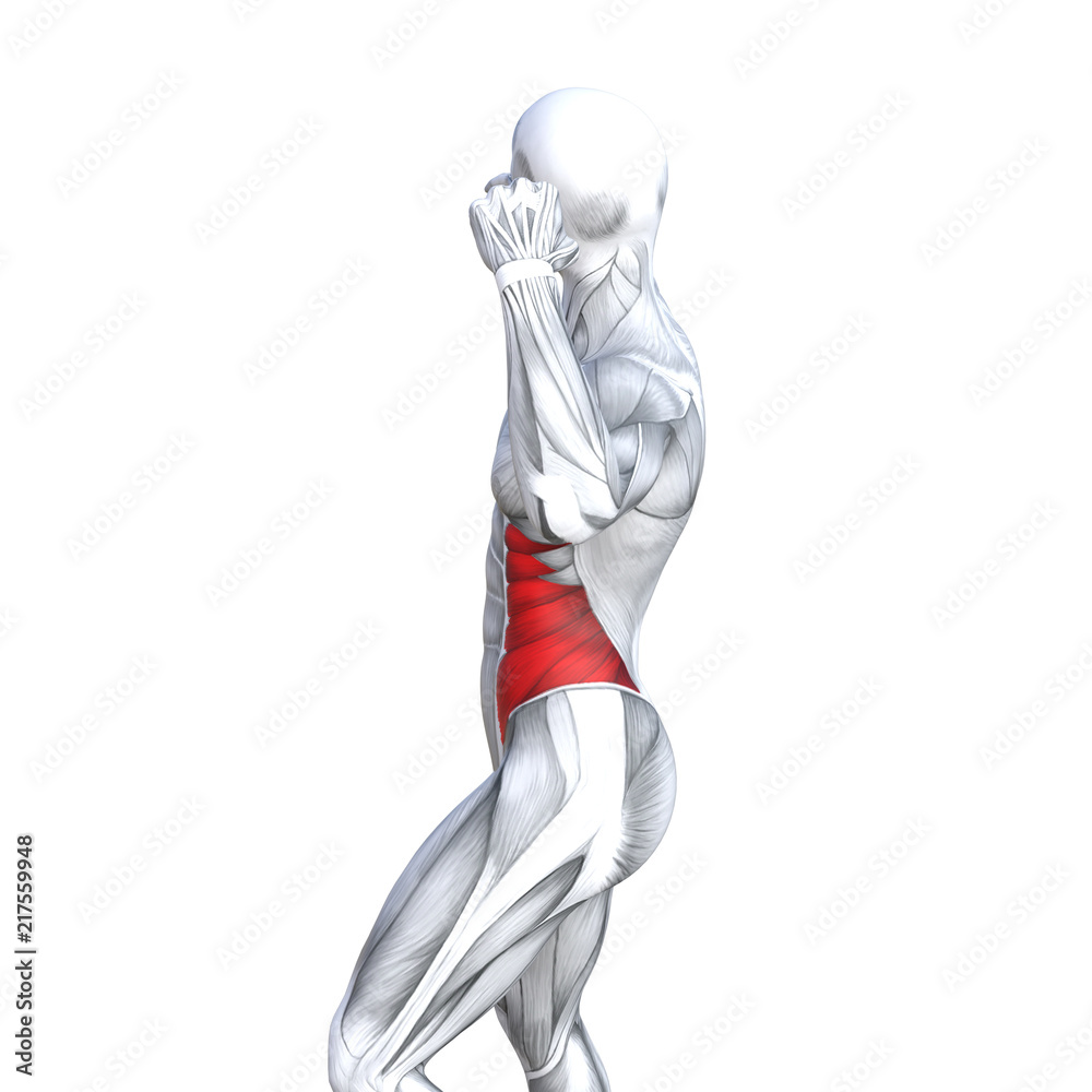 Concept conceptual 3D illustration chest fit strong human anatomy or anatomical and gym muscle isolated, white background for body health with tendons, abs, biological, fitness medical muscular system Concept conceptual 3D illustration chest fit strong human anatomy or anatomical and gym muscle isolated, white background for body health with tendons, abs, biological, fitness medical muscular system