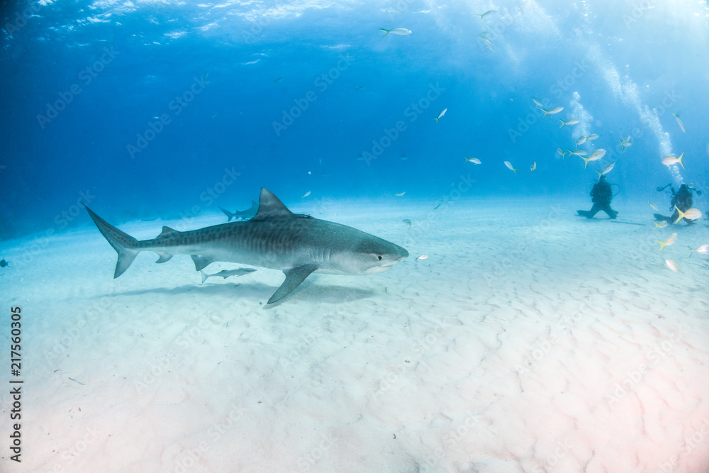 Fototapeta premium Tiger shark at Tigerbeach, Bahamas