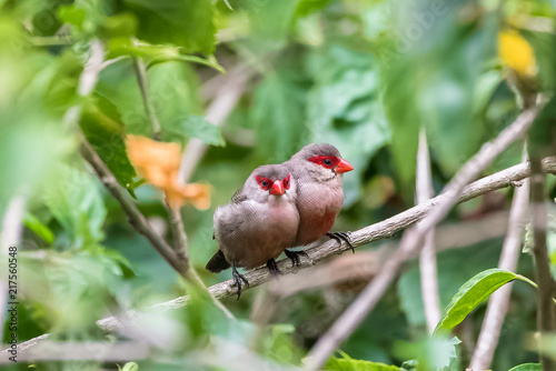 Common Waxbill, Estrilda astrid, two tropical birds in Sao Tome and Principe, african birds with a red beak
 photo