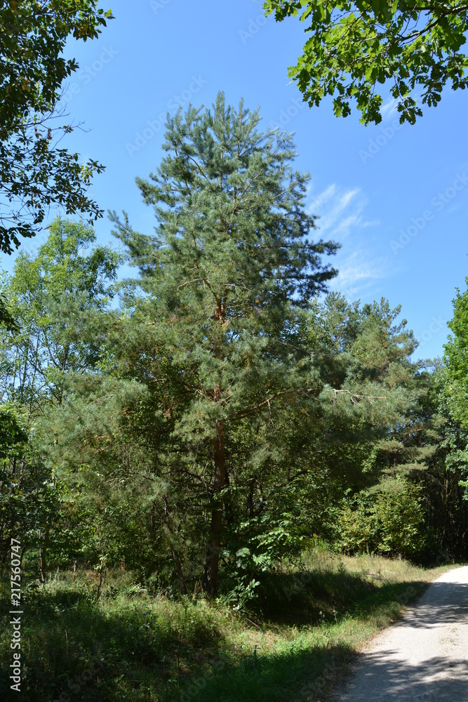 Waldspaziergang Waldspaziergang