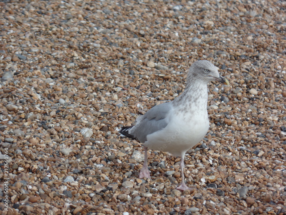 Obraz premium Möwe, Seagull