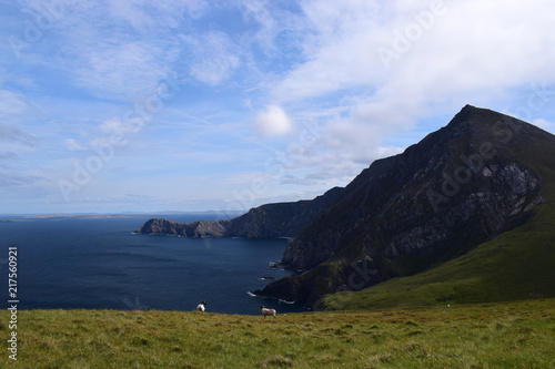 Schafe vor den Cliffs of Croaghaun, Achill Island